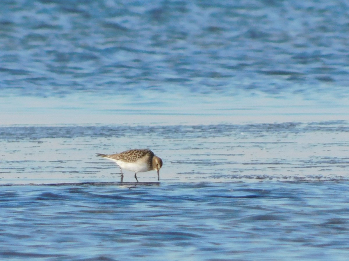 Baird's Sandpiper - ML610692430