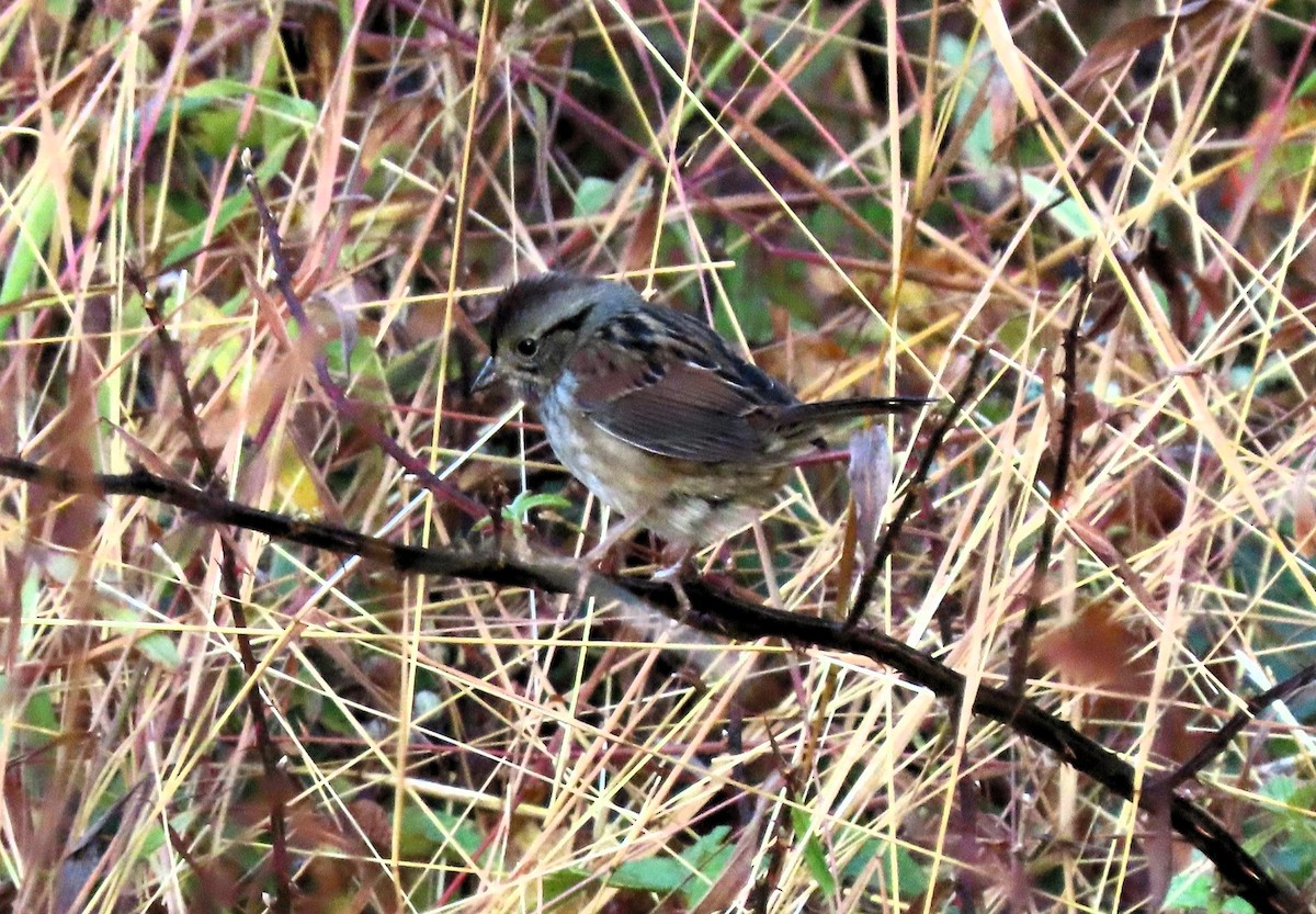 Swamp Sparrow - ML610692491