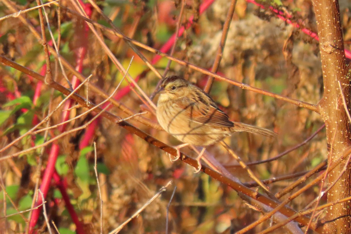 Swamp Sparrow - ML610692506