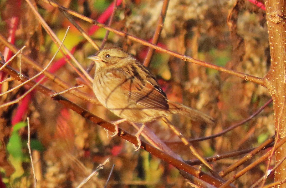 Swamp Sparrow - ML610692525