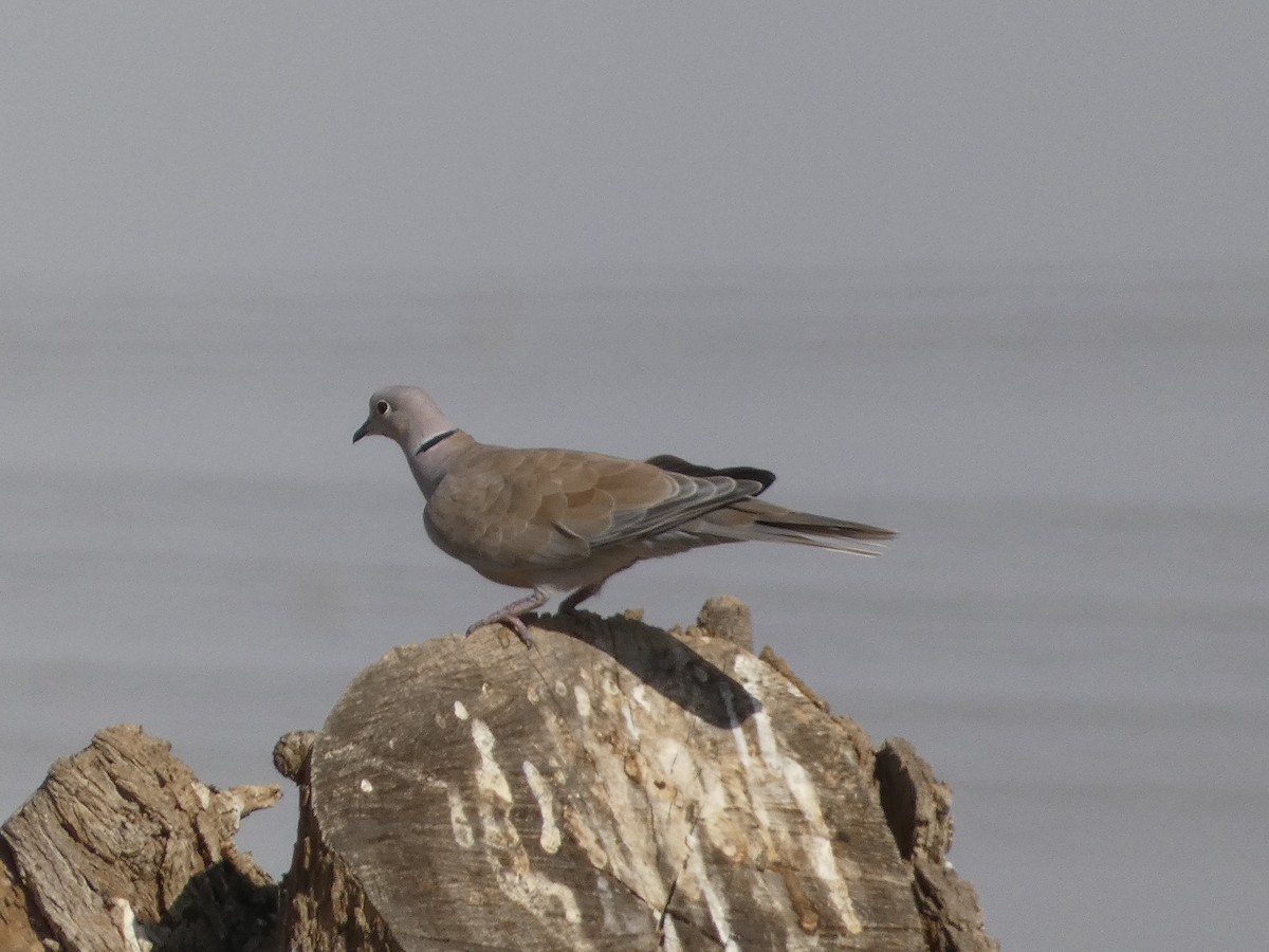 Eurasian Collared-Dove - ML610692527
