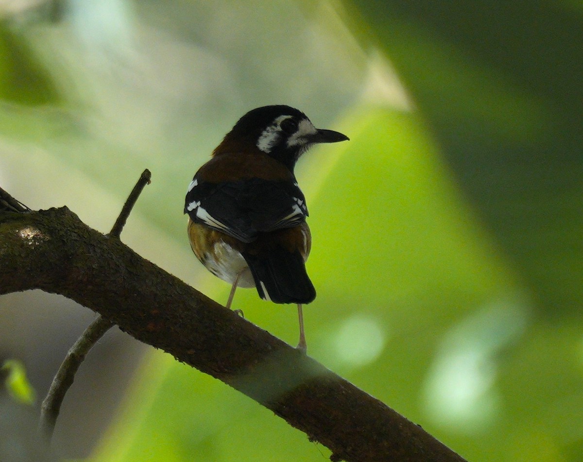 Chestnut-backed Thrush - ML610692528