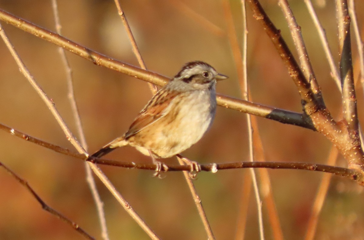 Swamp Sparrow - ML610692538