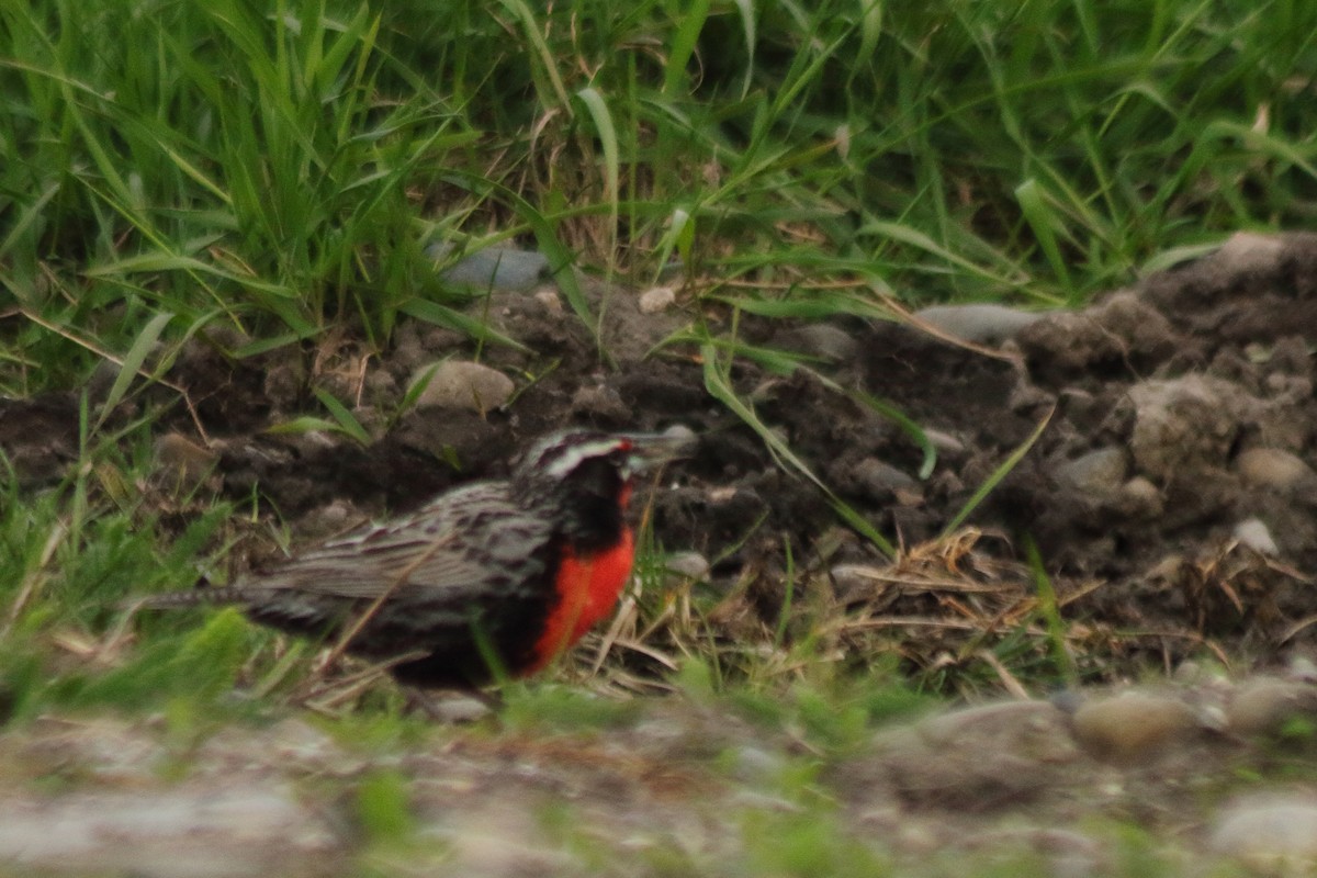 Long-tailed Meadowlark - Pedro Cardia