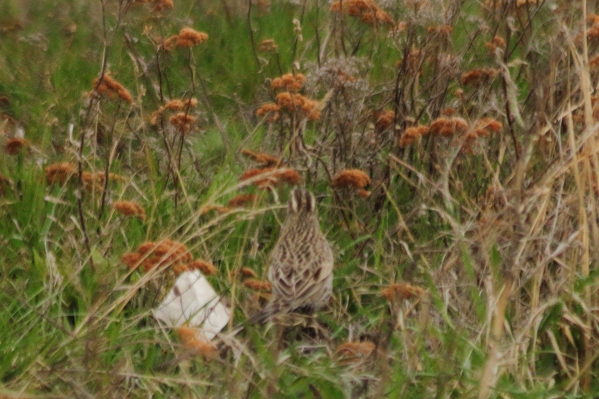 Long-tailed Meadowlark - ML610692569