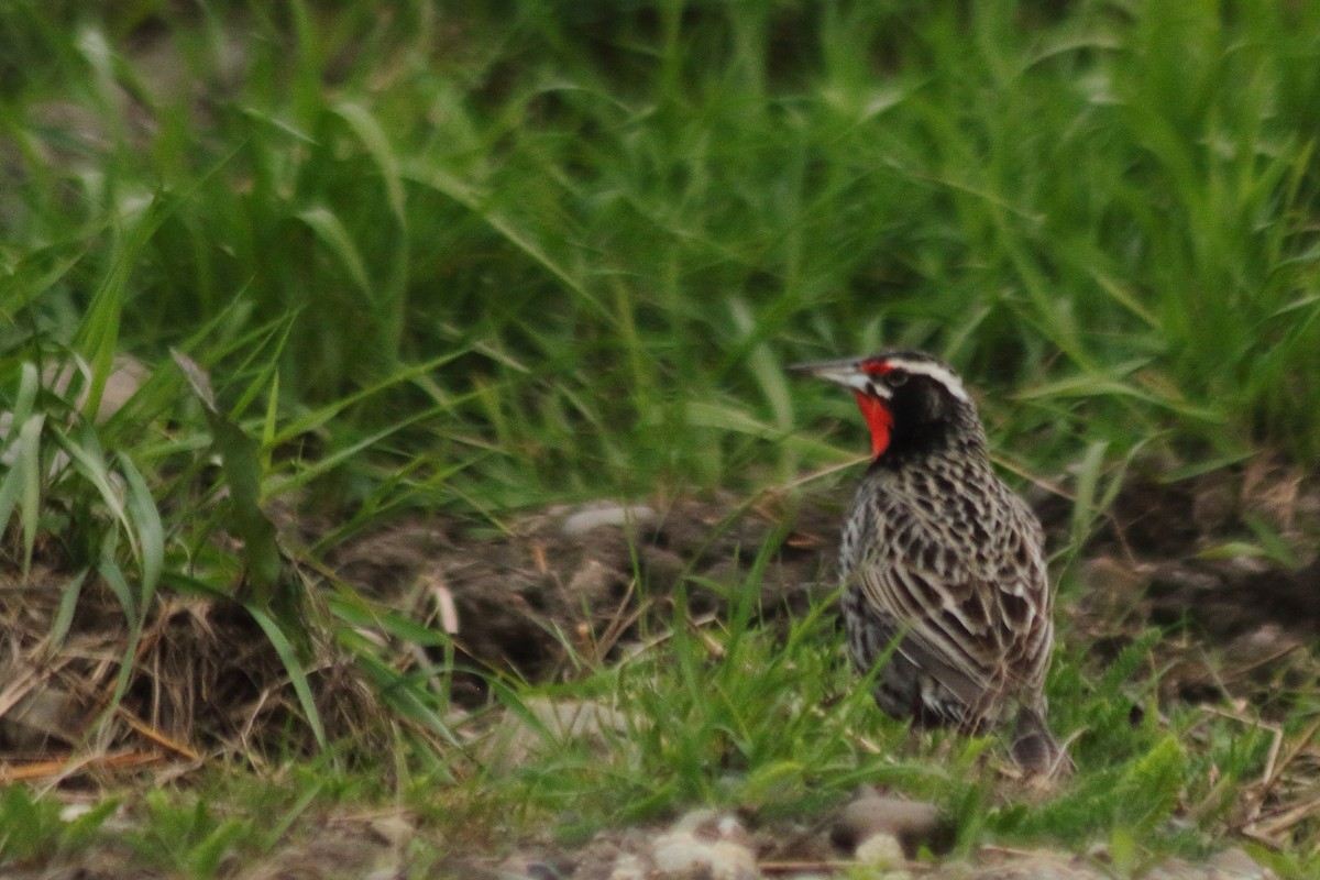 Long-tailed Meadowlark - ML610692570