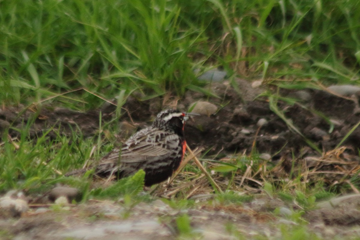 Long-tailed Meadowlark - ML610692571