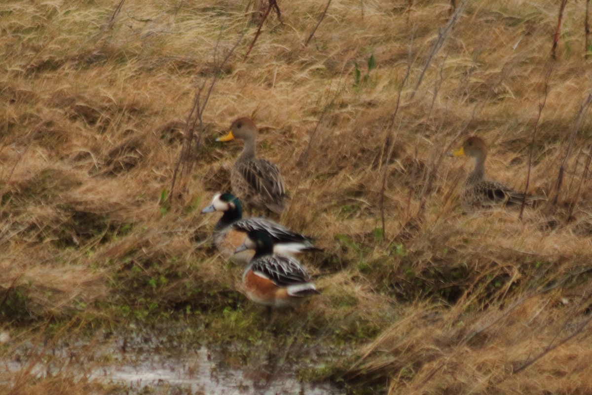 Canard de Chiloé - ML610692578