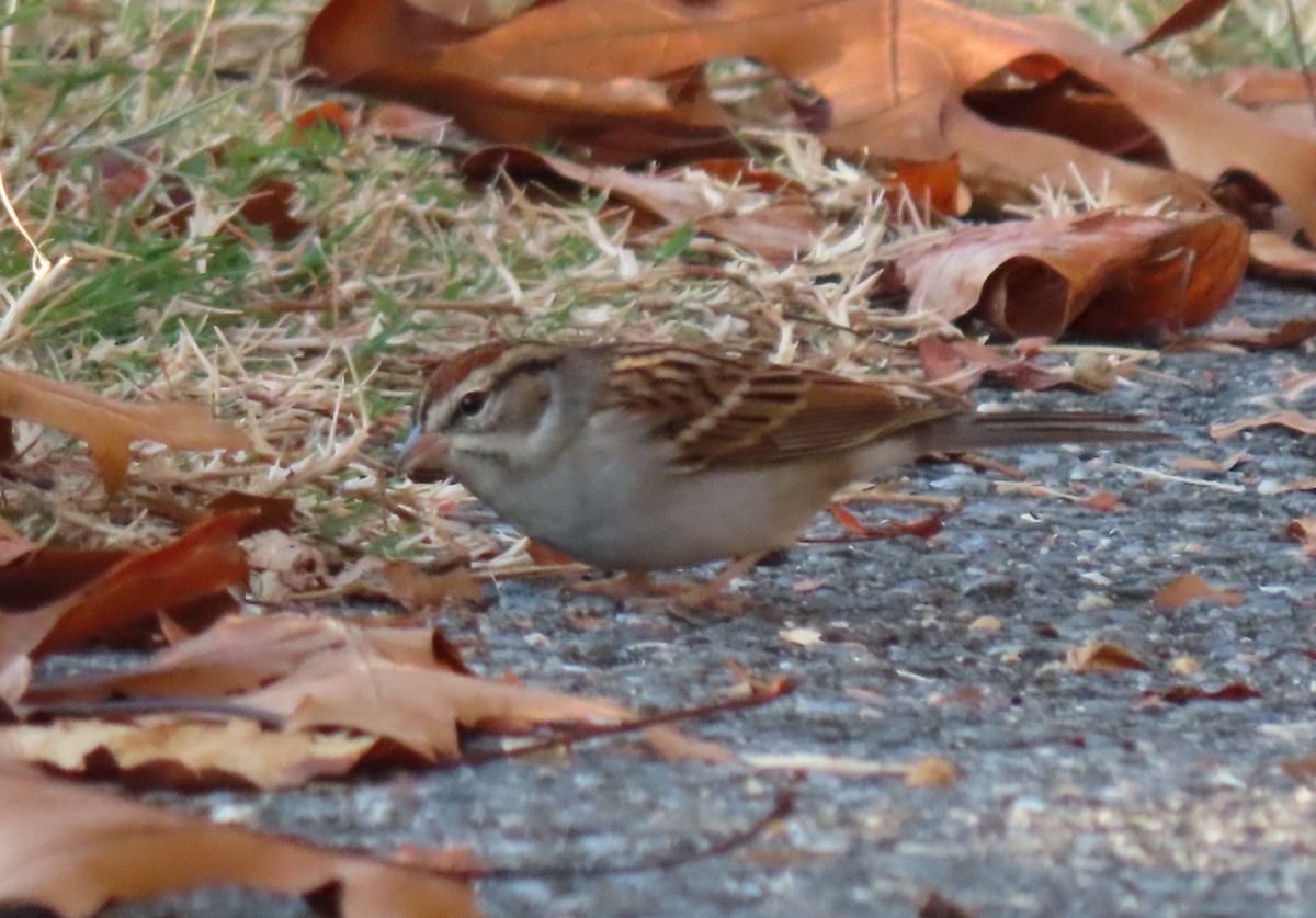 Chipping Sparrow - ML610692582