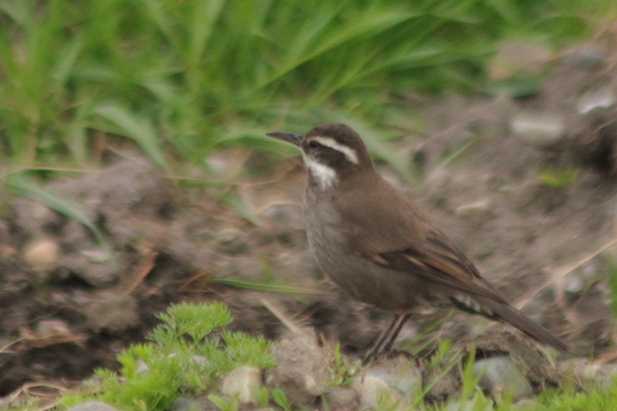 Dark-bellied Cinclodes - ML610692587