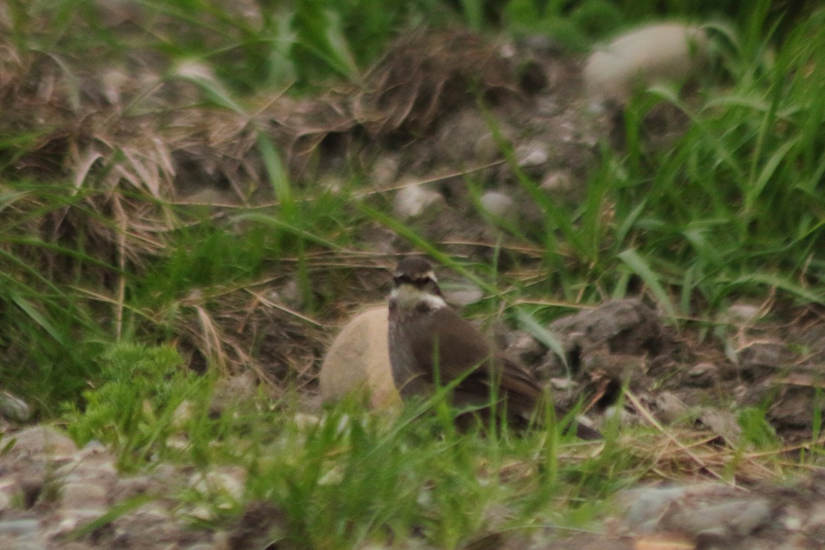 Dark-bellied Cinclodes - Pedro Cardia