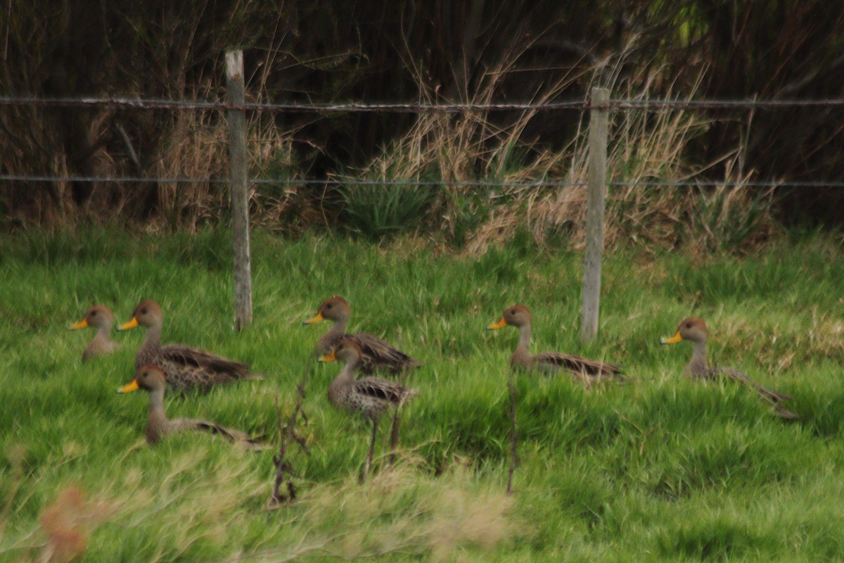 Yellow-billed Pintail - ML610692600