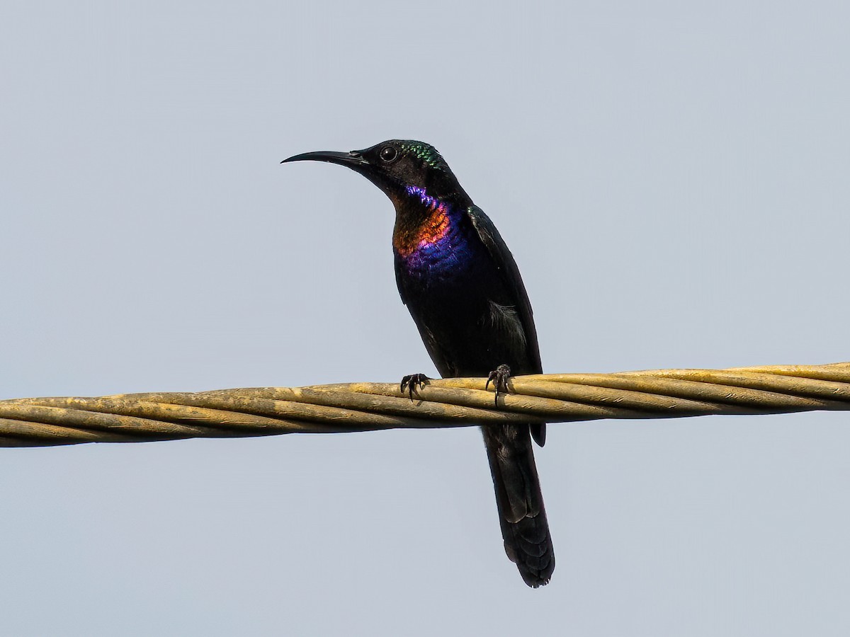 Copper-throated Sunbird - ML610692607