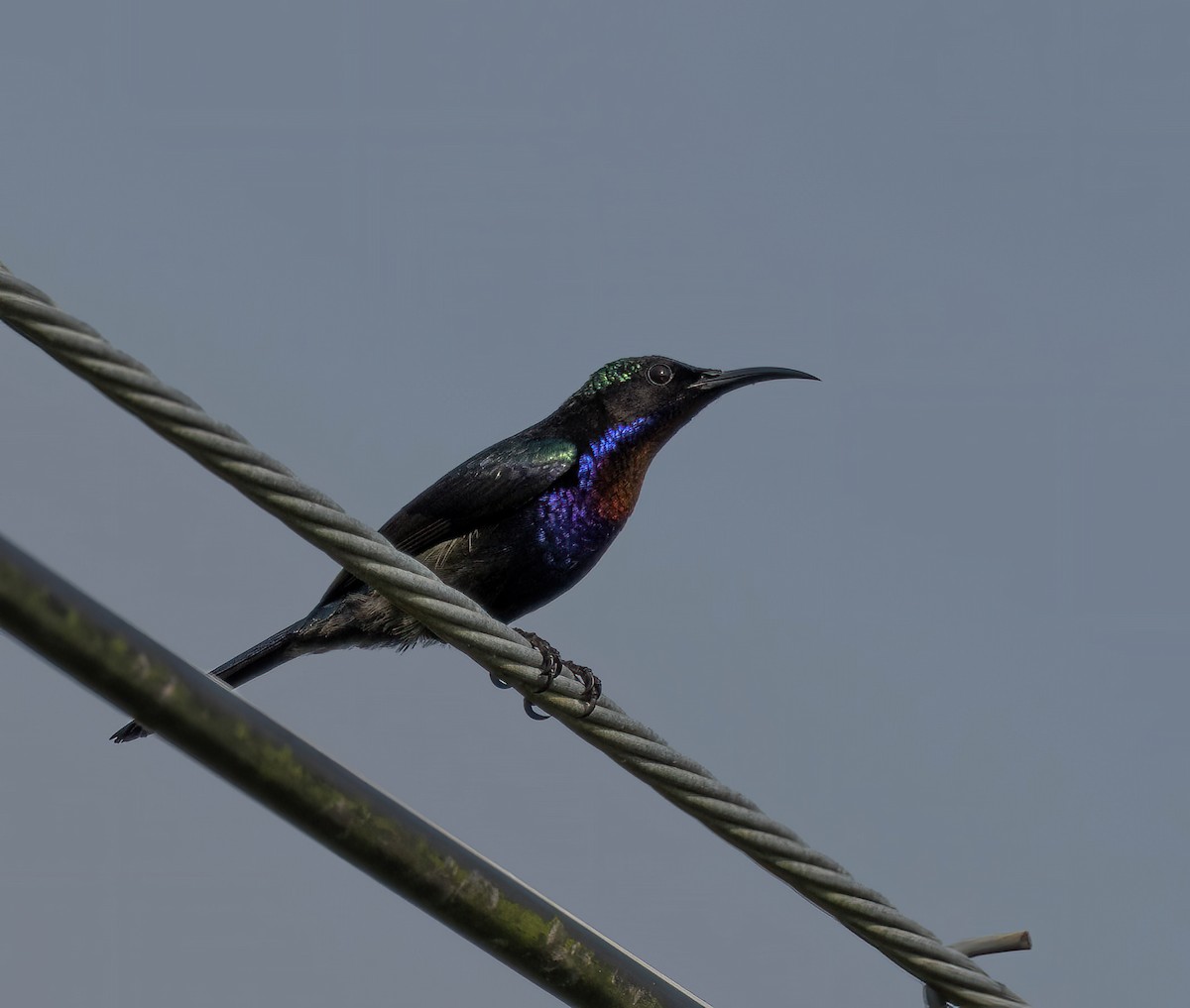 Copper-throated Sunbird - ML610692612