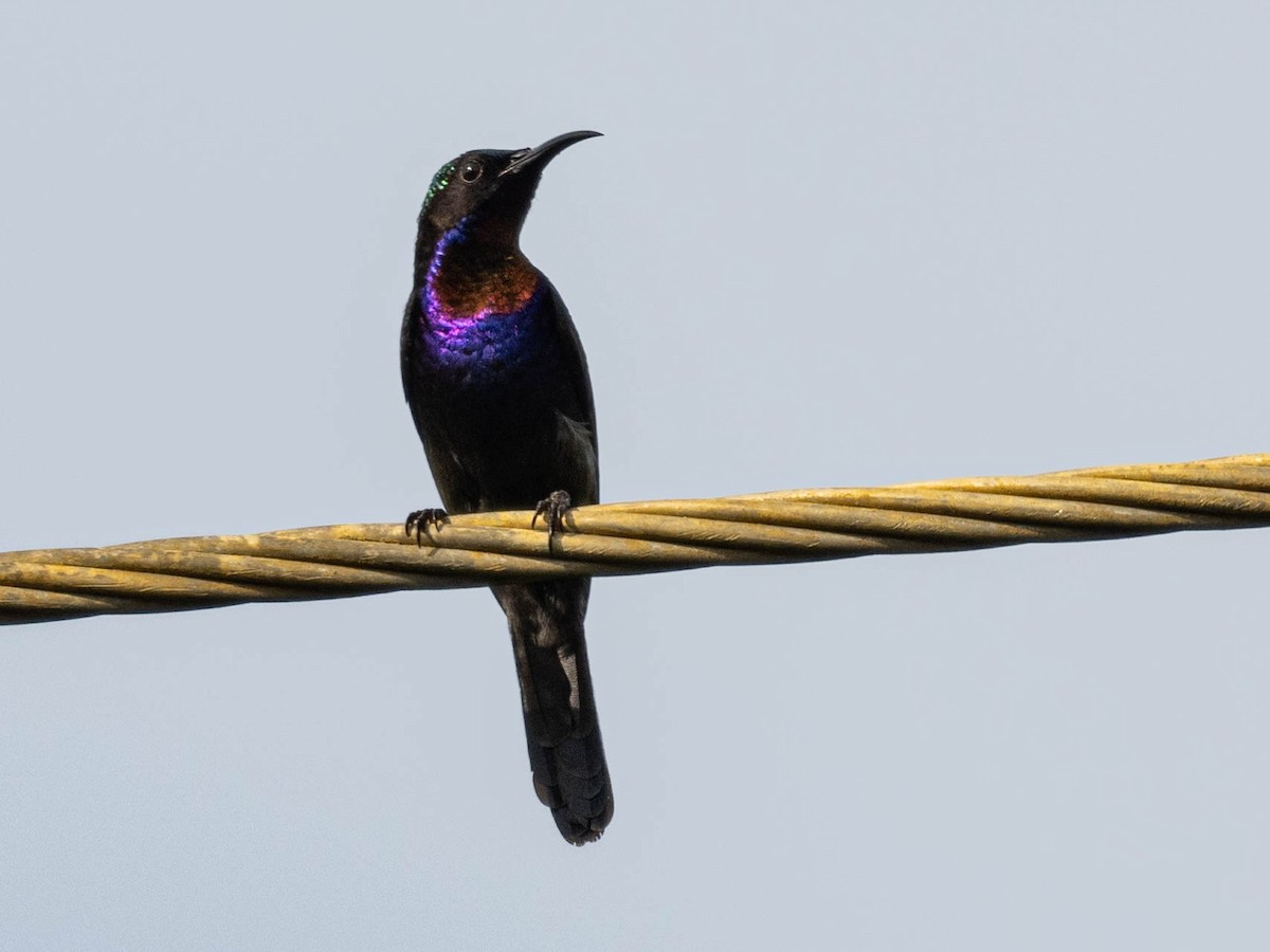 Copper-throated Sunbird - ML610692615