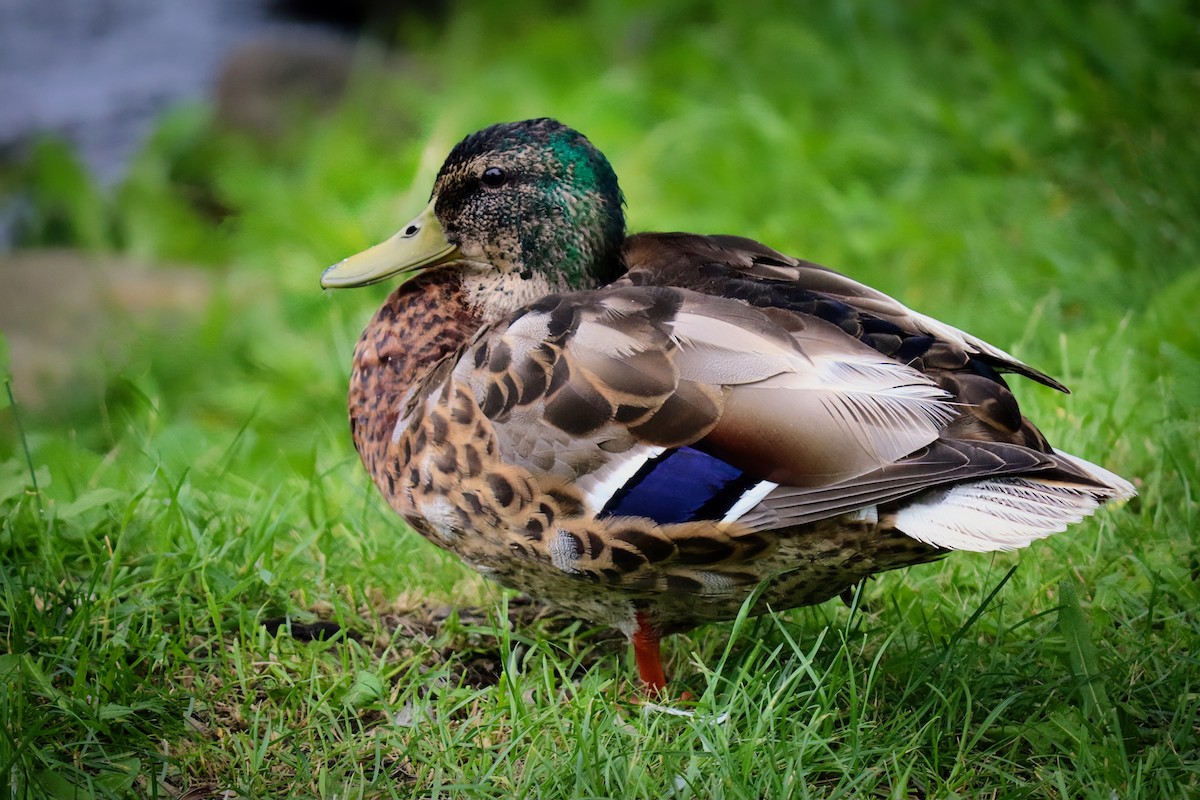 Canard colvert - ML610692632