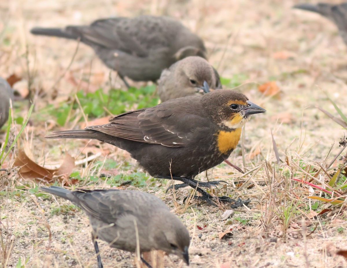 Yellow-headed Blackbird - ML610692633