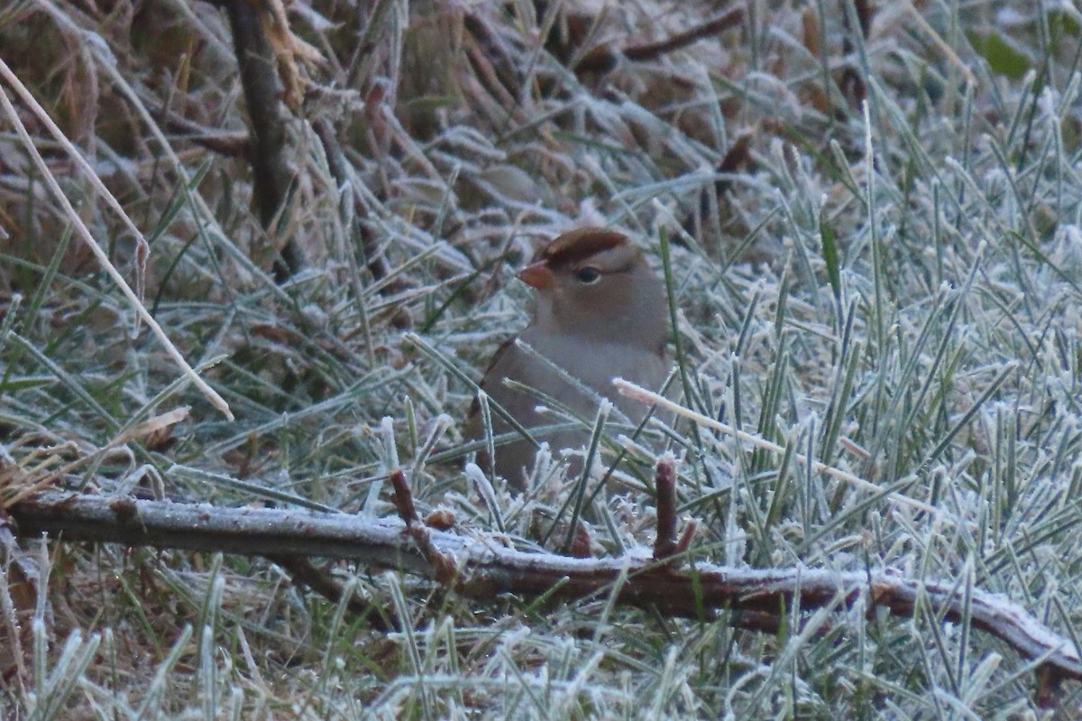 Bruant à couronne blanche - ML610692671