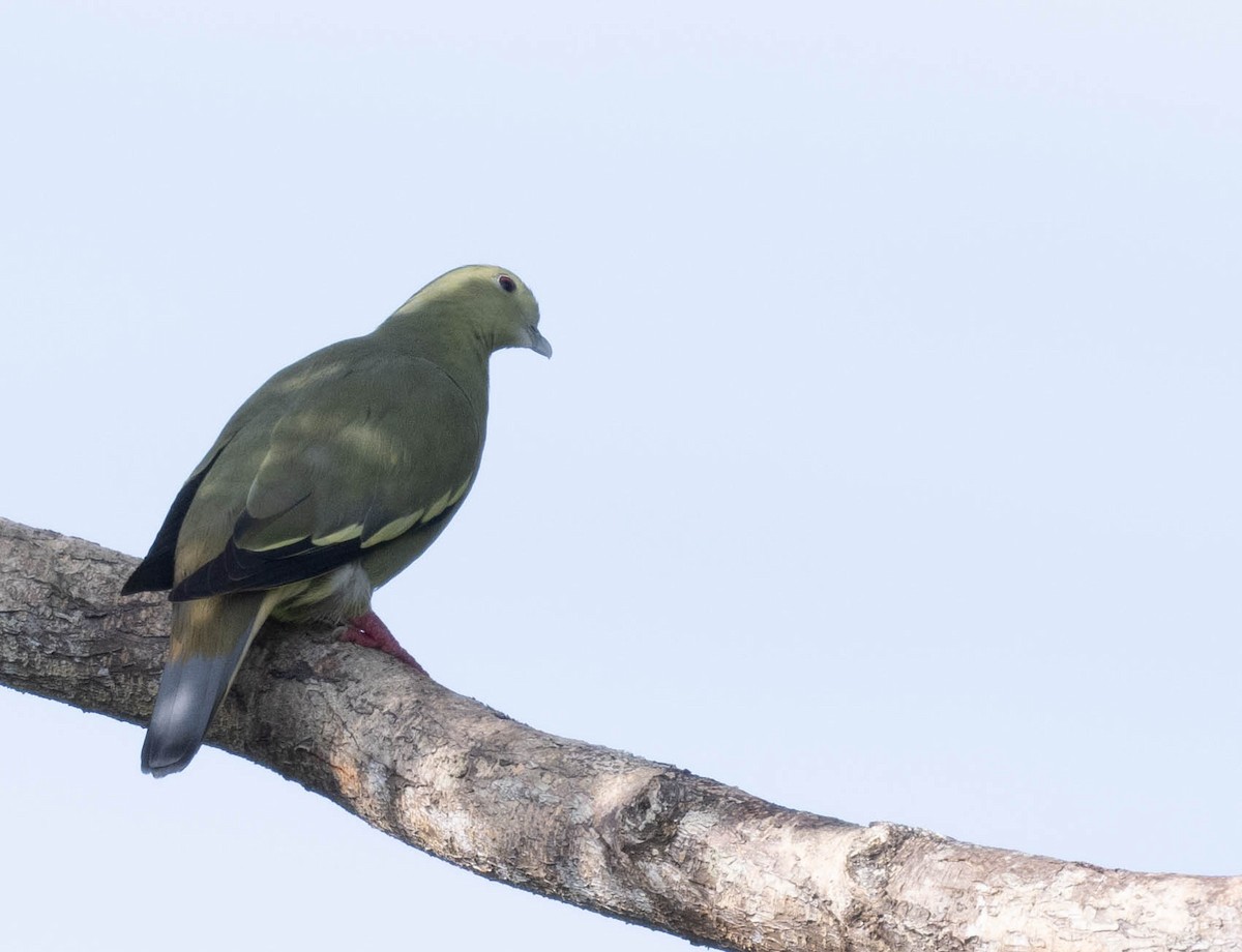 Pink-necked Green-Pigeon - jimmy Yao