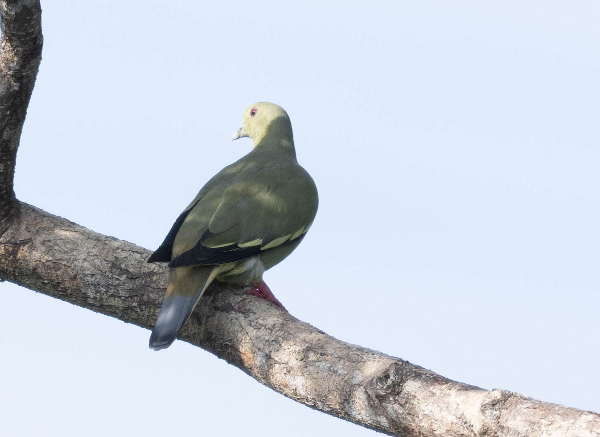 Pink-necked Green-Pigeon - jimmy Yao