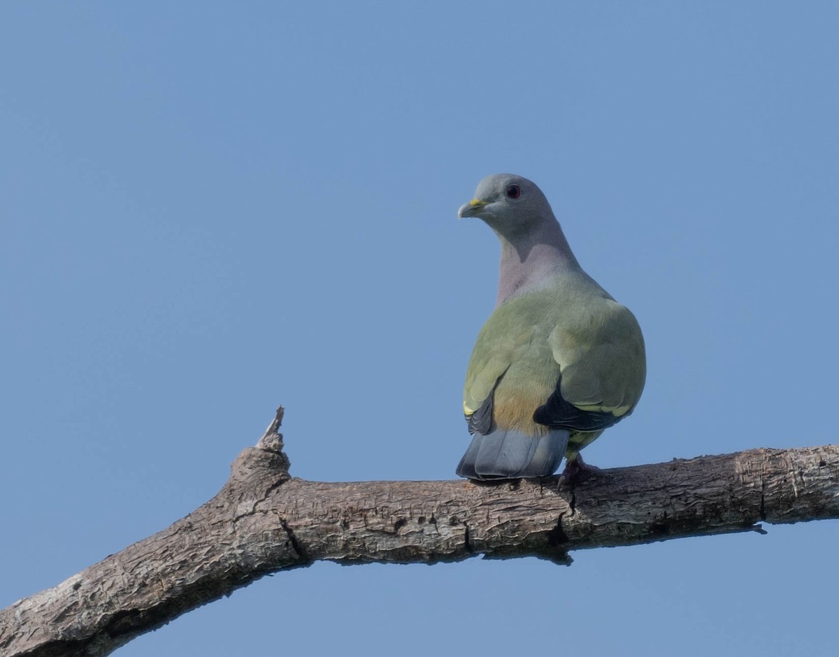 Pink-necked Green-Pigeon - jimmy Yao