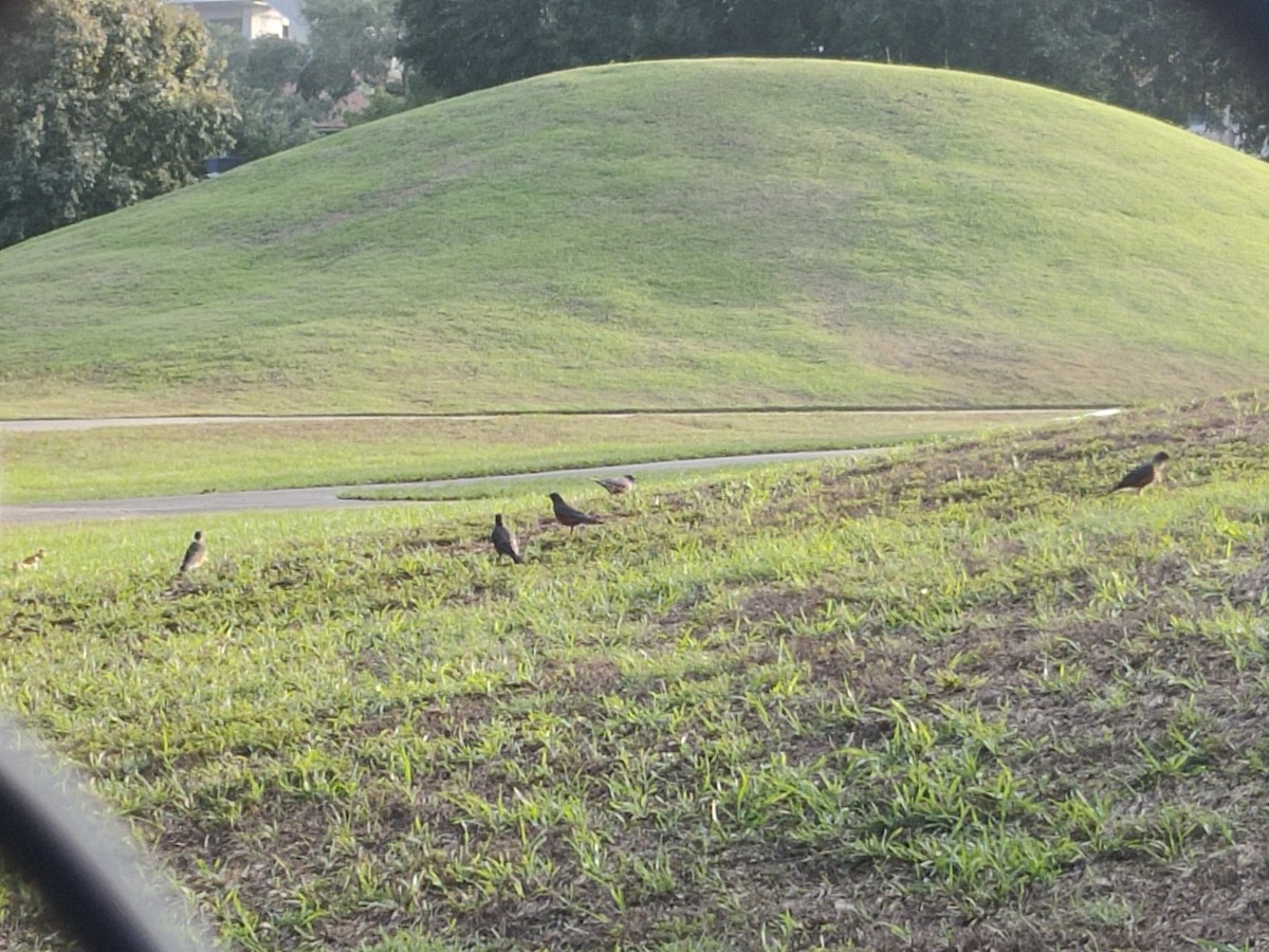 American Robin - ML610692735