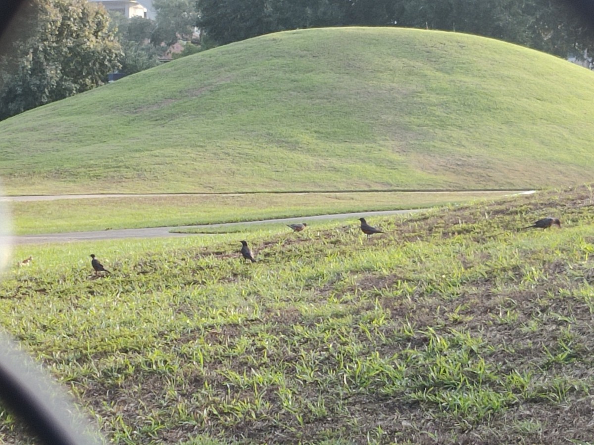 American Robin - ML610692736