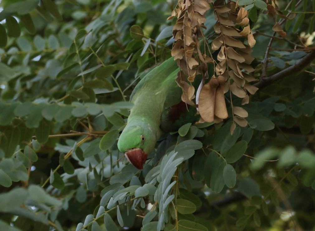 Alexandrine Parakeet - ML610692749