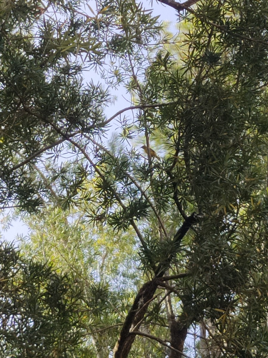 Baltimore Oriole - ML610692762