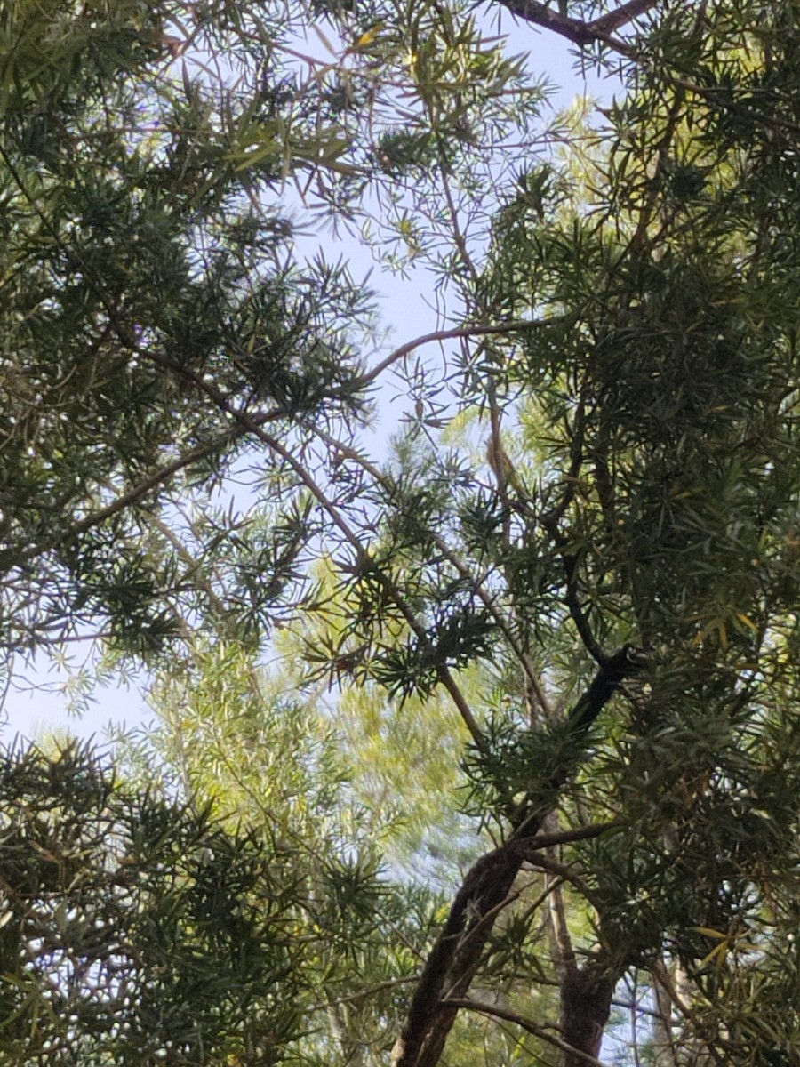 Baltimore Oriole - ML610692763