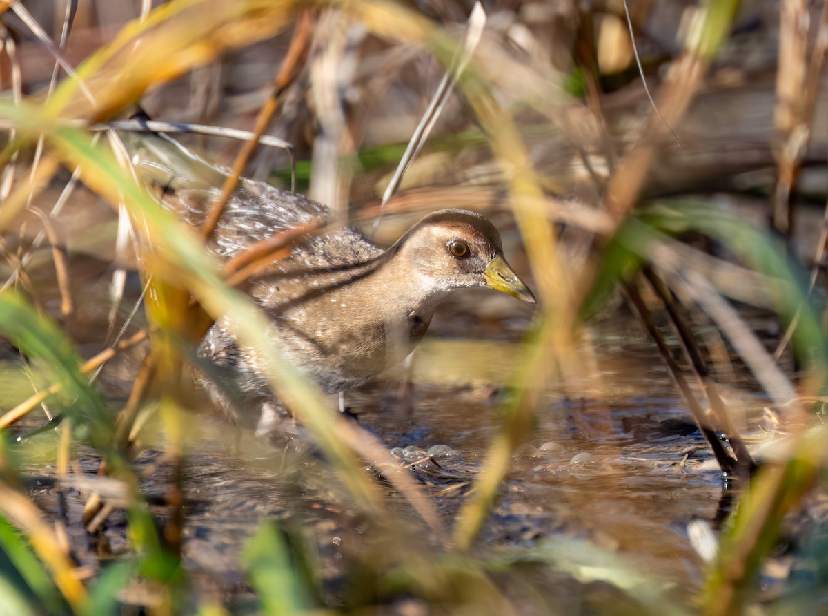 Polluela Sora - ML610692780