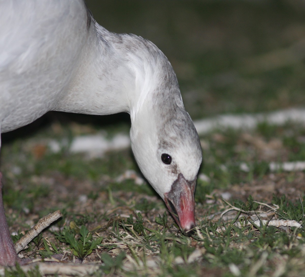 Ross's Goose - ML610692781