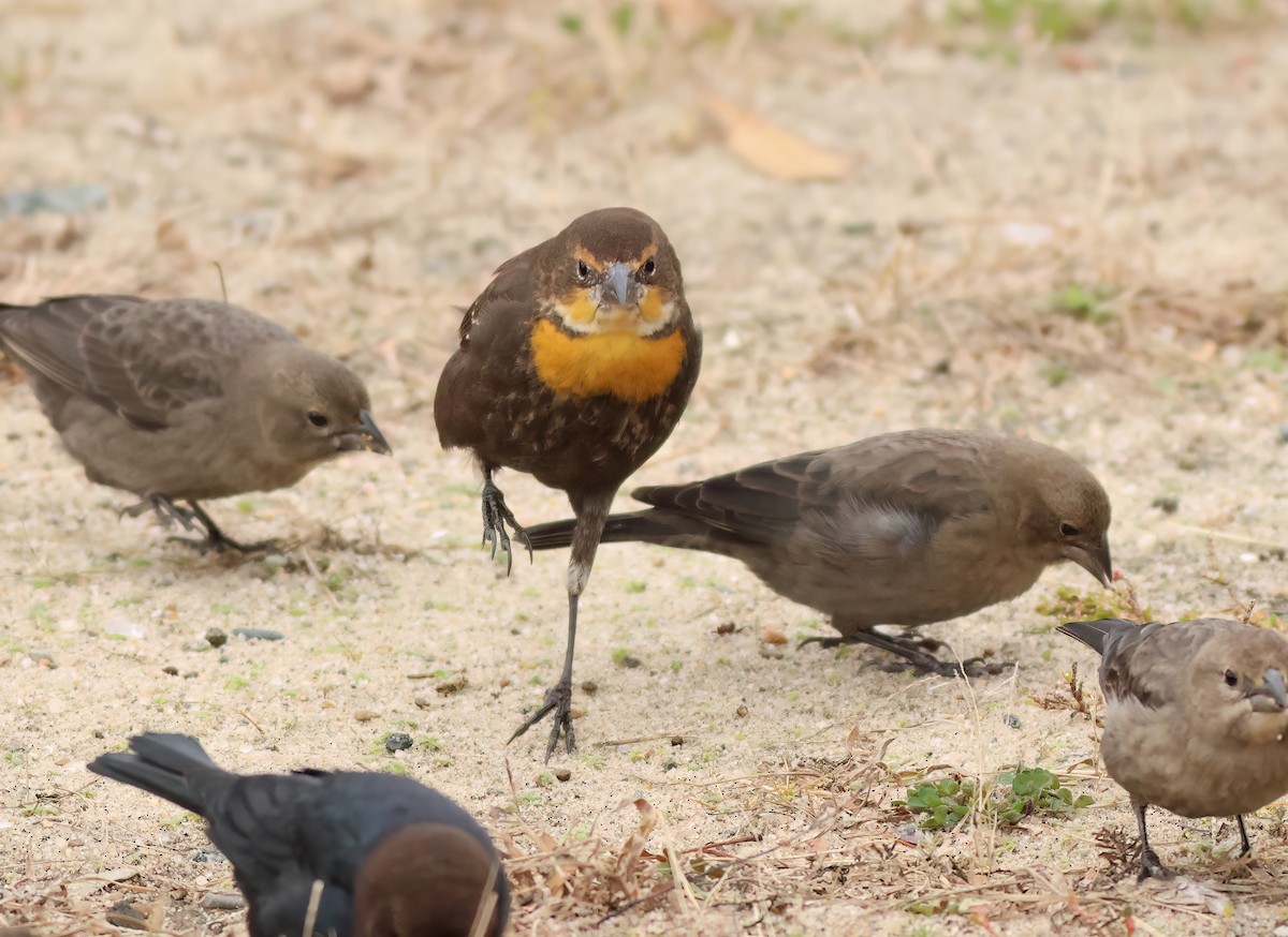 Yellow-headed Blackbird - ML610692890