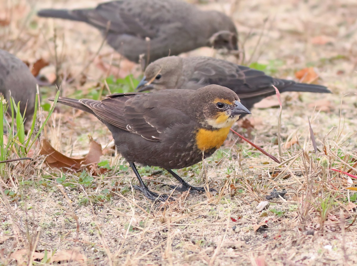 Yellow-headed Blackbird - ML610692891