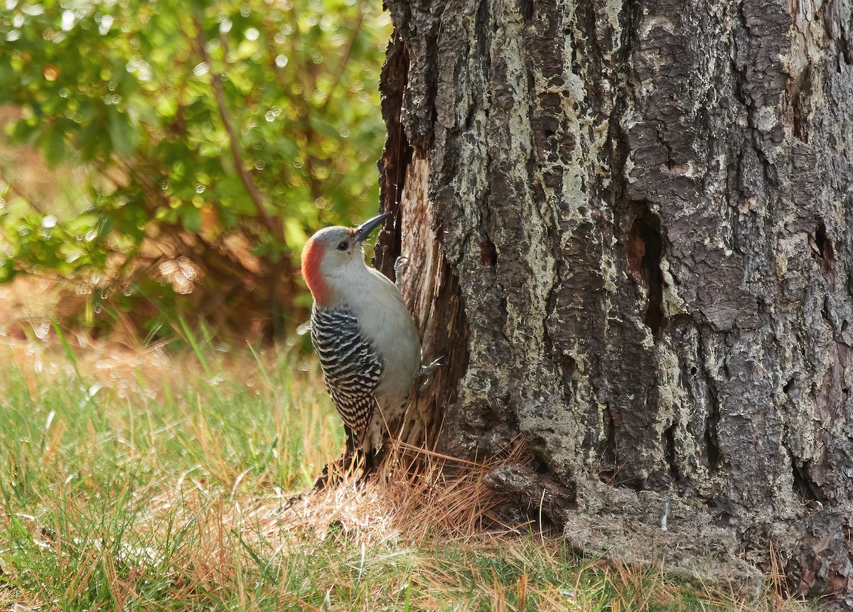 Red-bellied Woodpecker - ML610692904