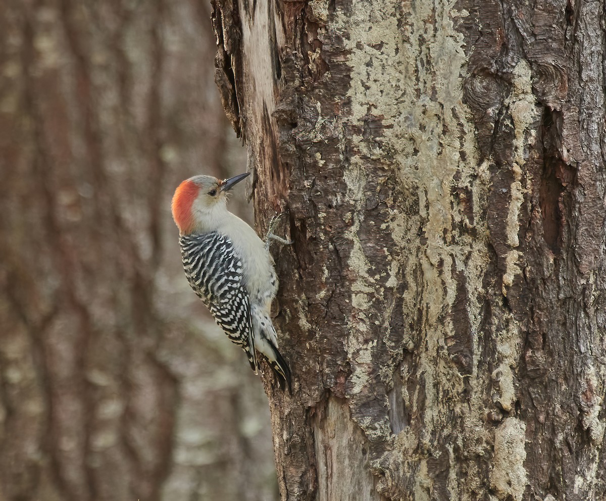 Red-bellied Woodpecker - ML610692905