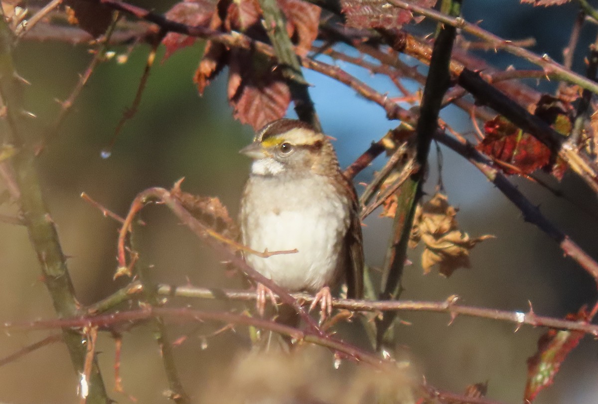 White-throated Sparrow - ML610692955