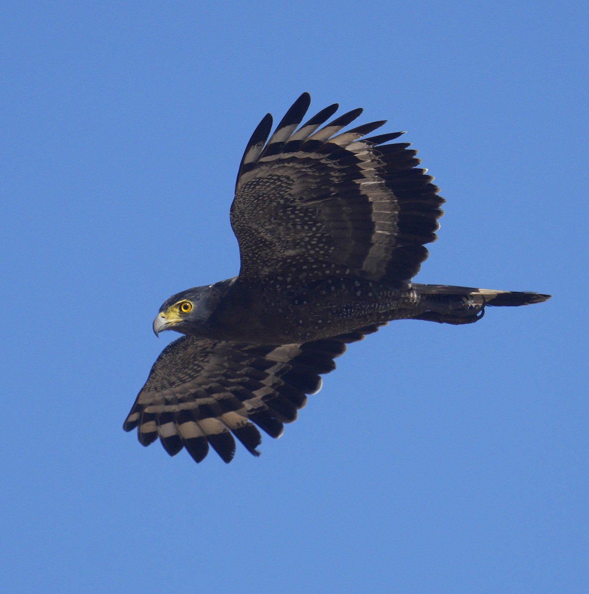 Haubenschlangenadler - ML610692972