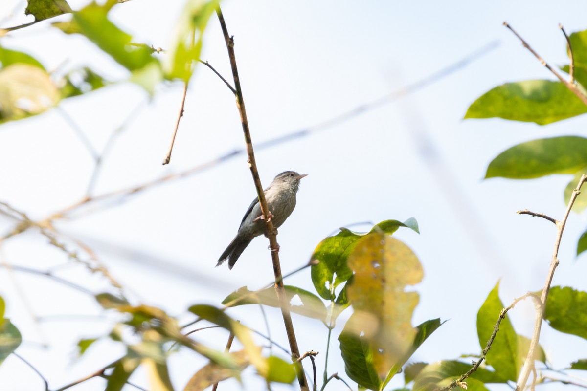 Pink-legged Graveteiro - ML610693002