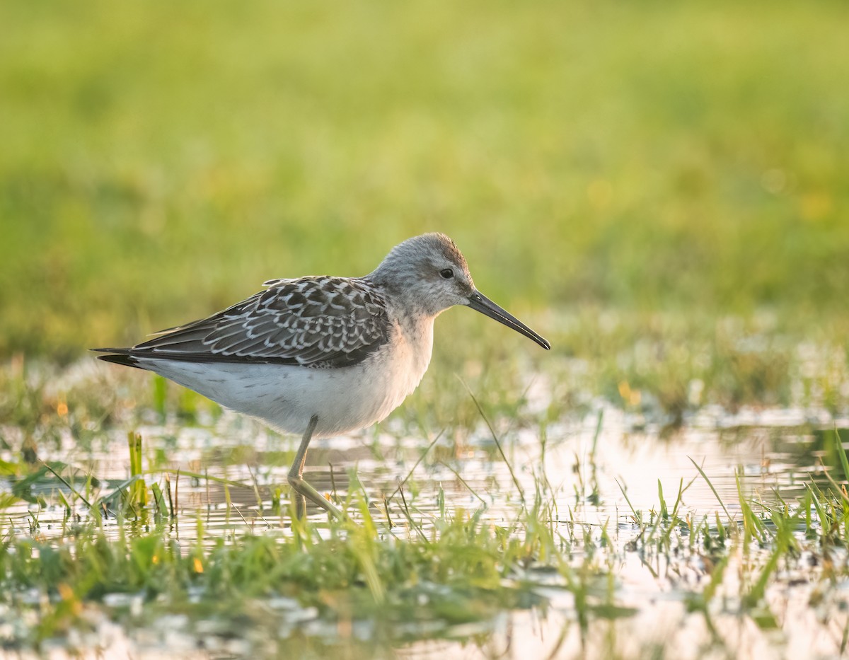 Stilt Sandpiper - ML610693032