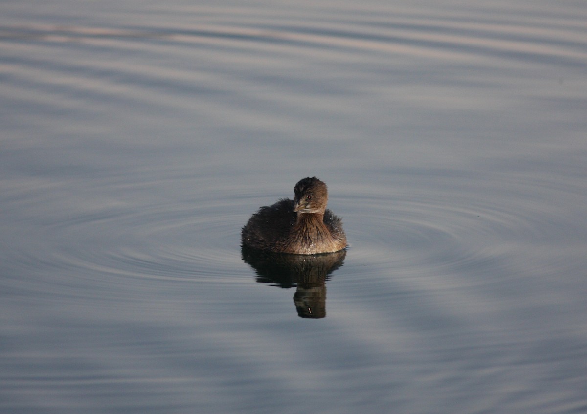 Pied-billed Grebe - ML610693033