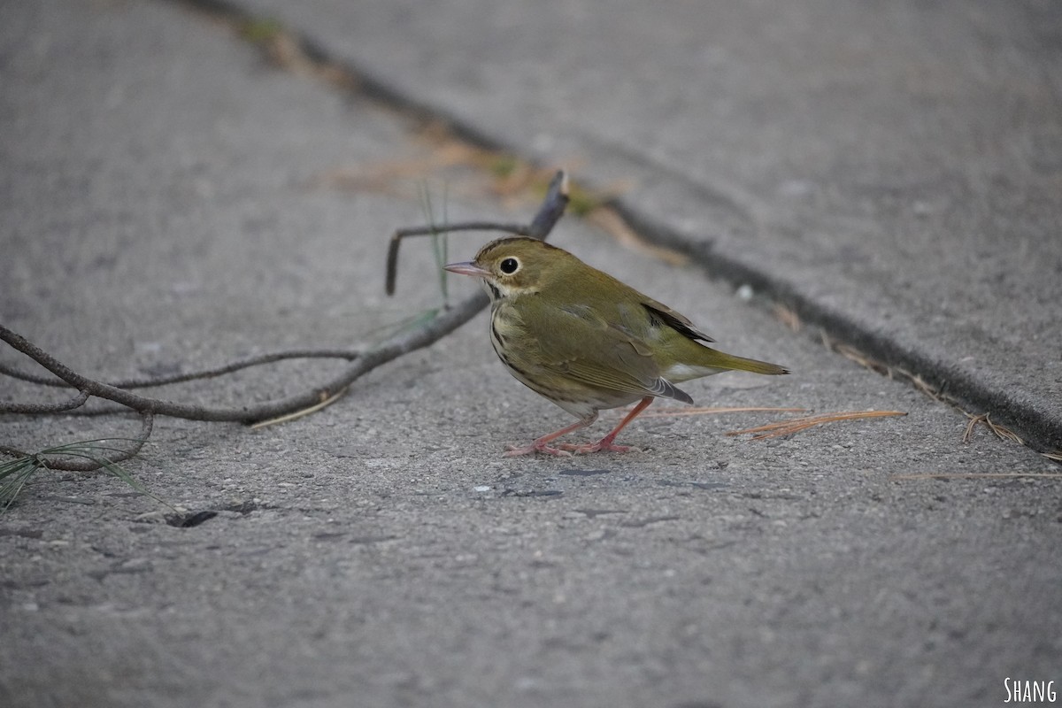 Ovenbird - ML610693091