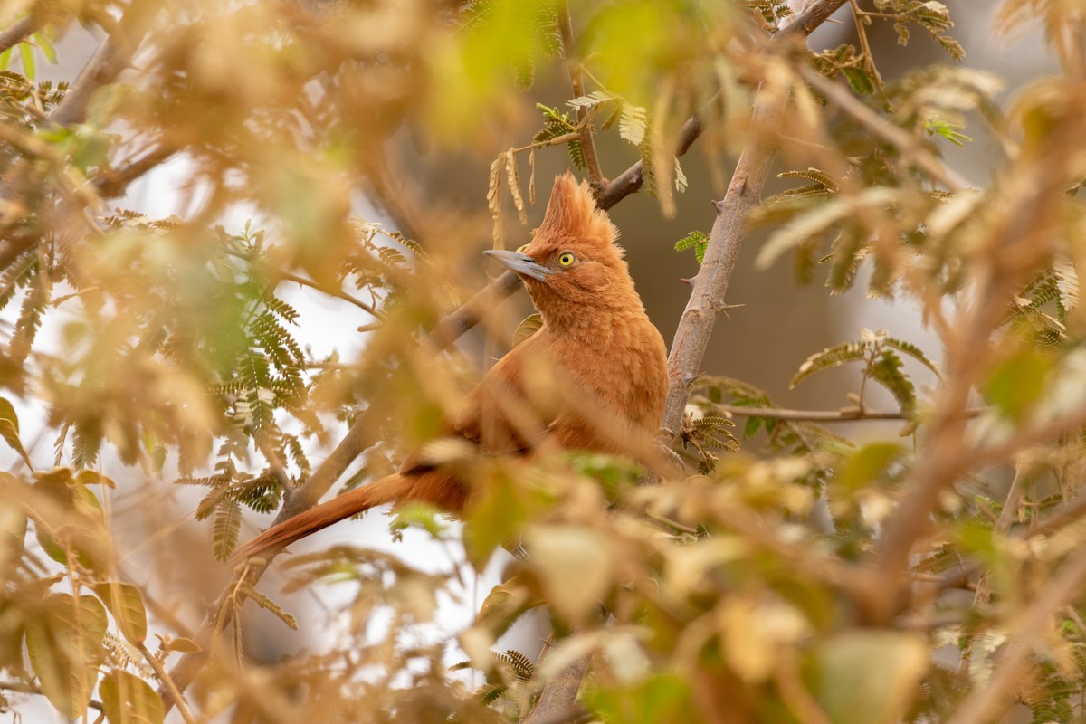 Zimthaubenläufer - ML610693120