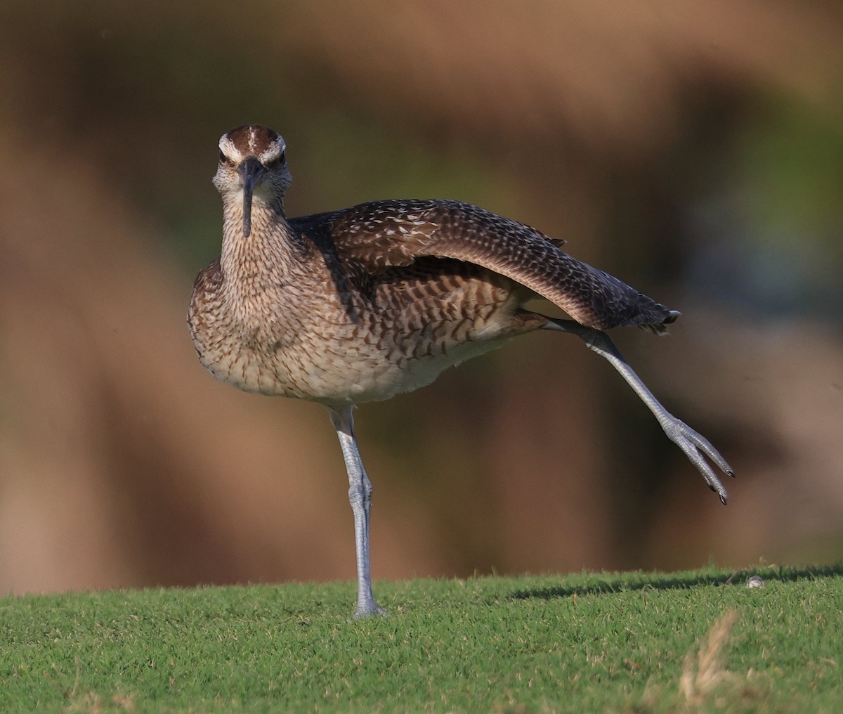 Whimbrel - ML610693147