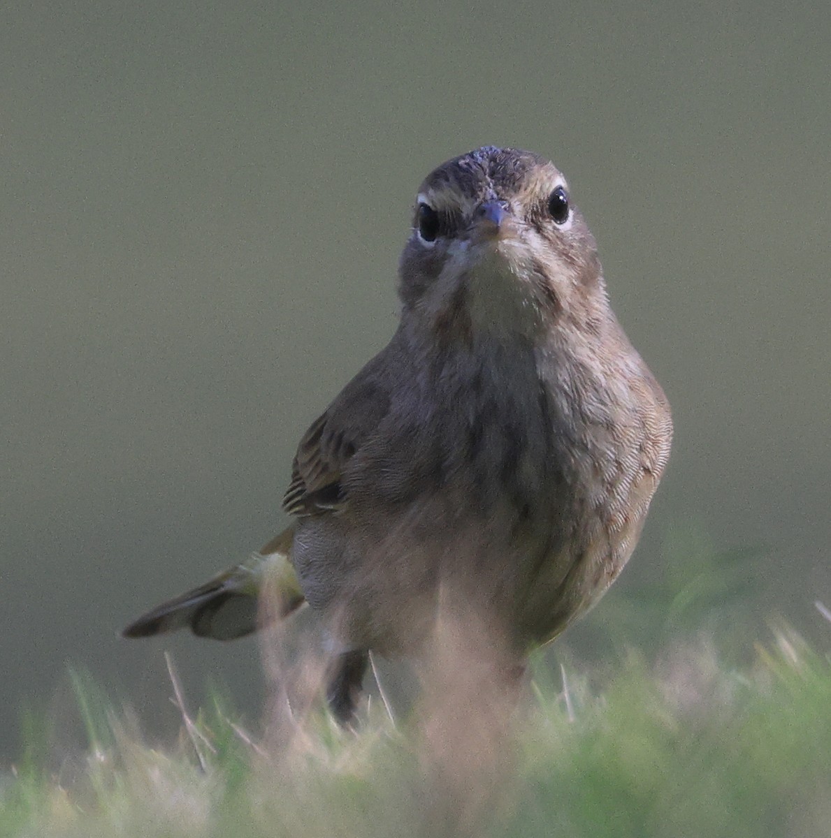 Palm Warbler - ML610693216