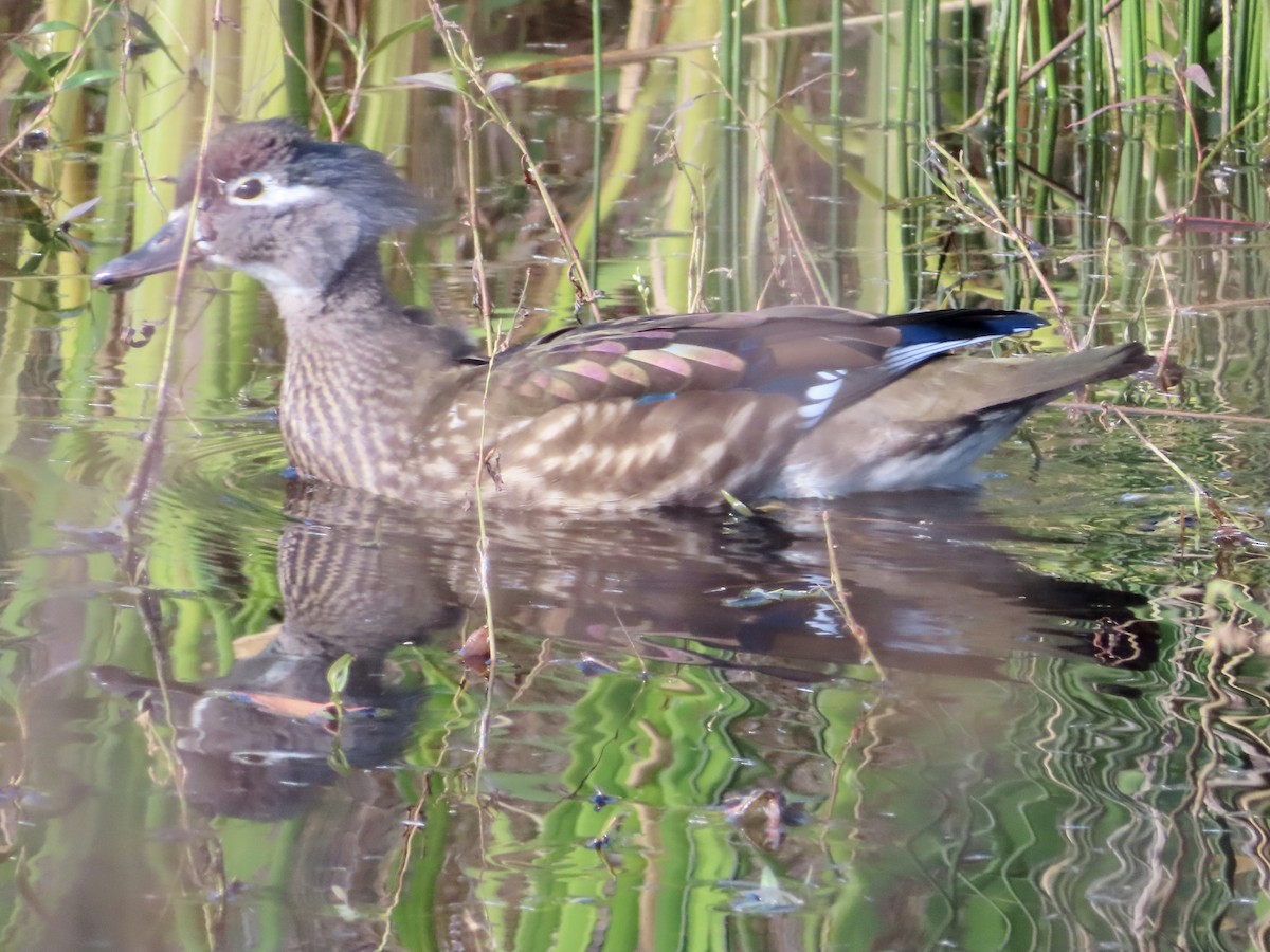 Wood Duck - ML610693270
