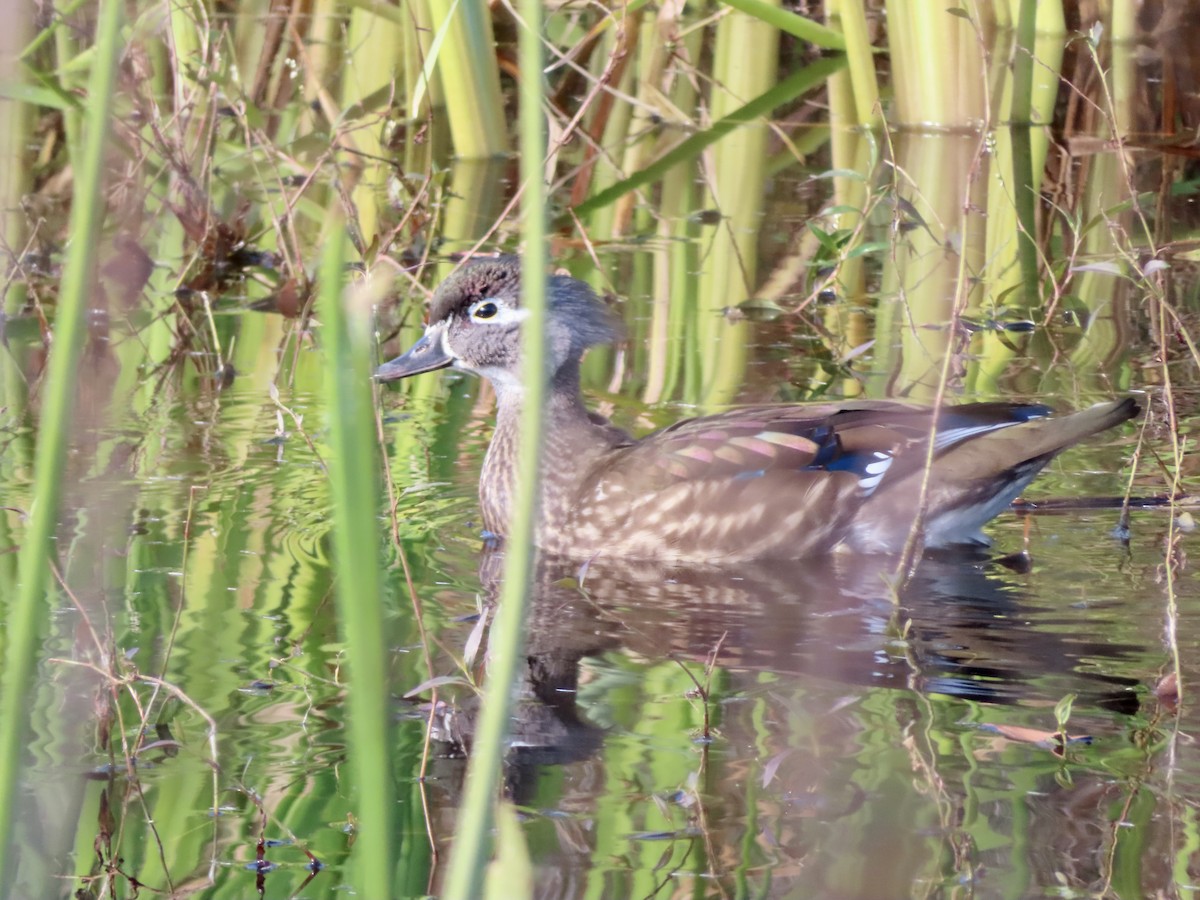 Wood Duck - ML610693271