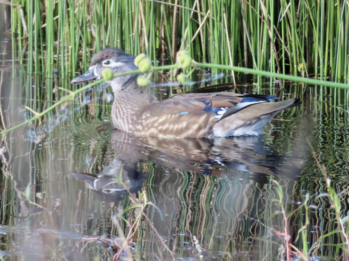 Wood Duck - ML610693272