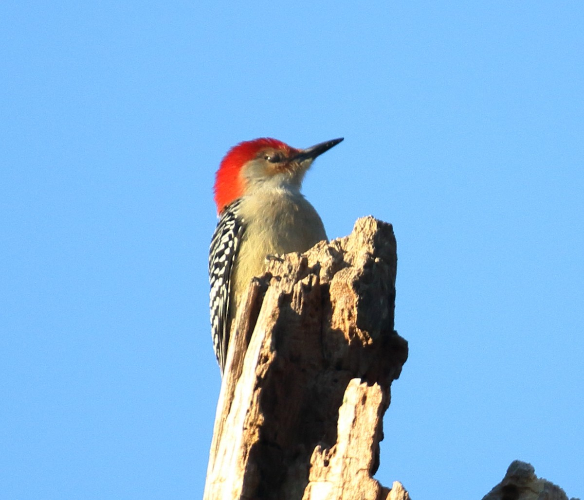 Red-bellied Woodpecker - ML610693335
