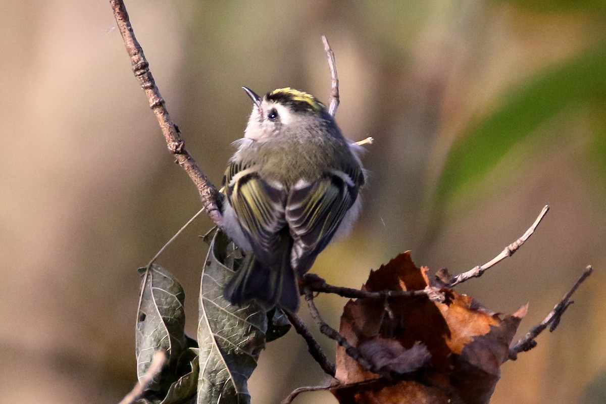Golden-crowned Kinglet - ML610693350